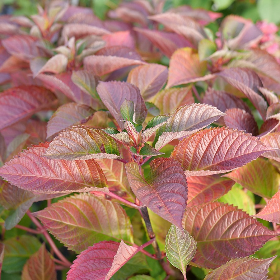 Hydrangea Let's Dance Lovable™ Bigleaf Hydrangea
