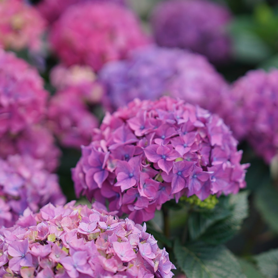 Hydrangea Let's Dance Lovable™ Bigleaf Hydrangea