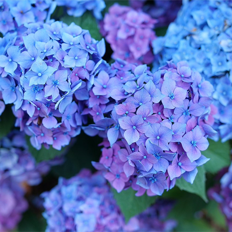 Hydrangea Let's Dance Lovable™ Bigleaf Hydrangea