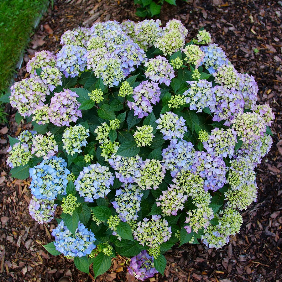 Hydrangea Let's Dance Lovable™ Bigleaf Hydrangea