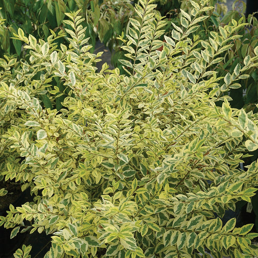Ligustrum Good Vibrations® Privet