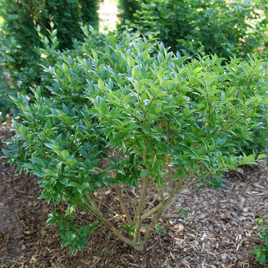 Ligustrum Kindly™ Japanese Privet