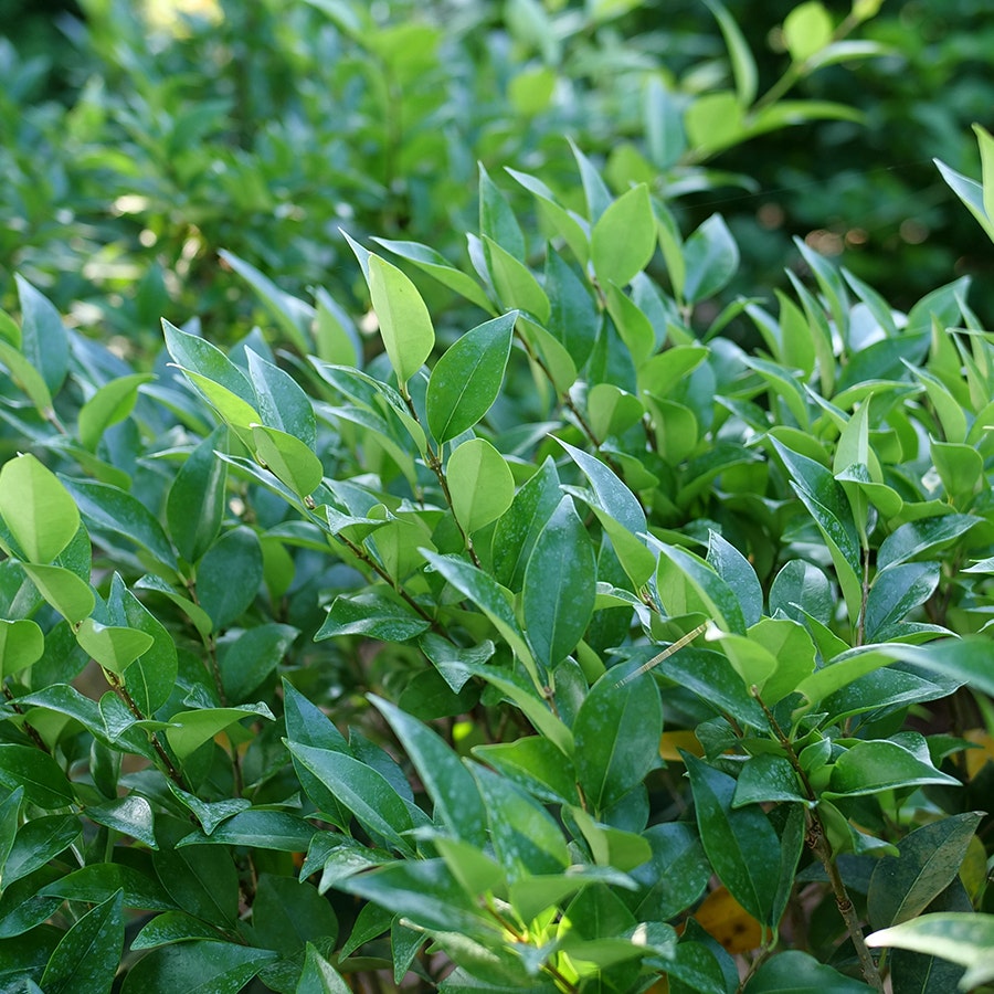 Ligustrum Kindly™ Japanese Privet