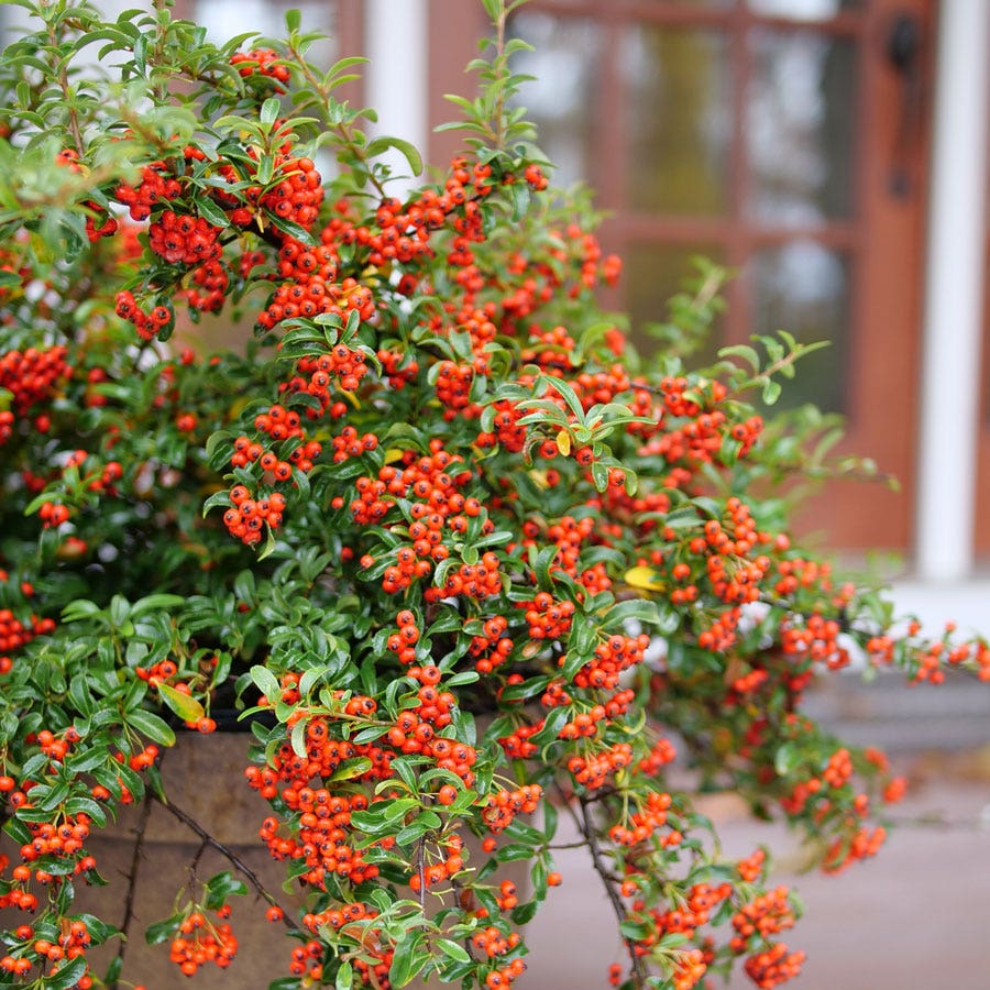 Pyracomeles Berry Box™