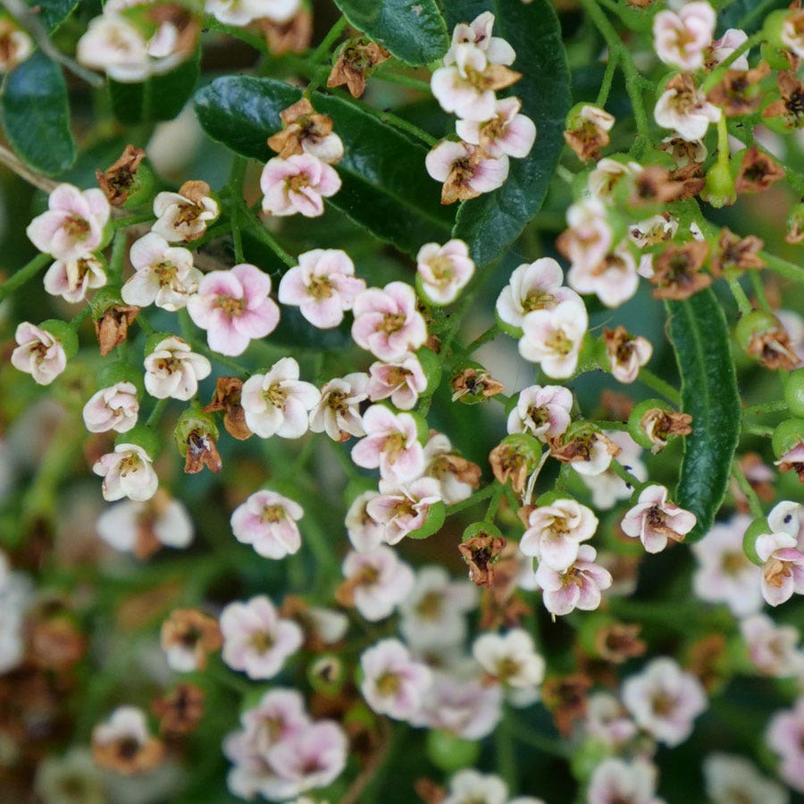 Pyracomeles Berry Box™