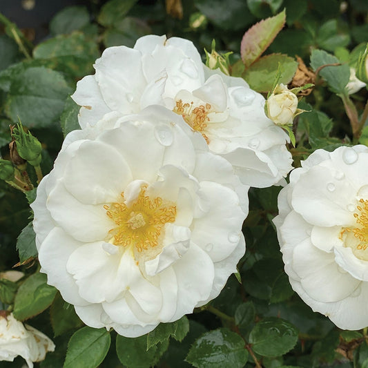 Rosa Oso Easy Ice Bay™ Rose
