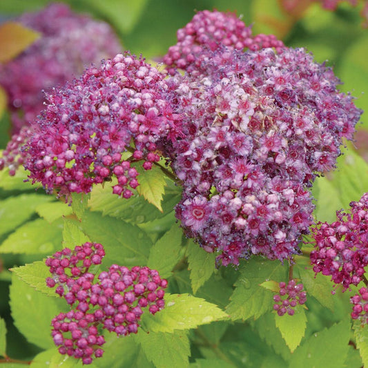 Spiraea Double Play® Dolly™ Spirea