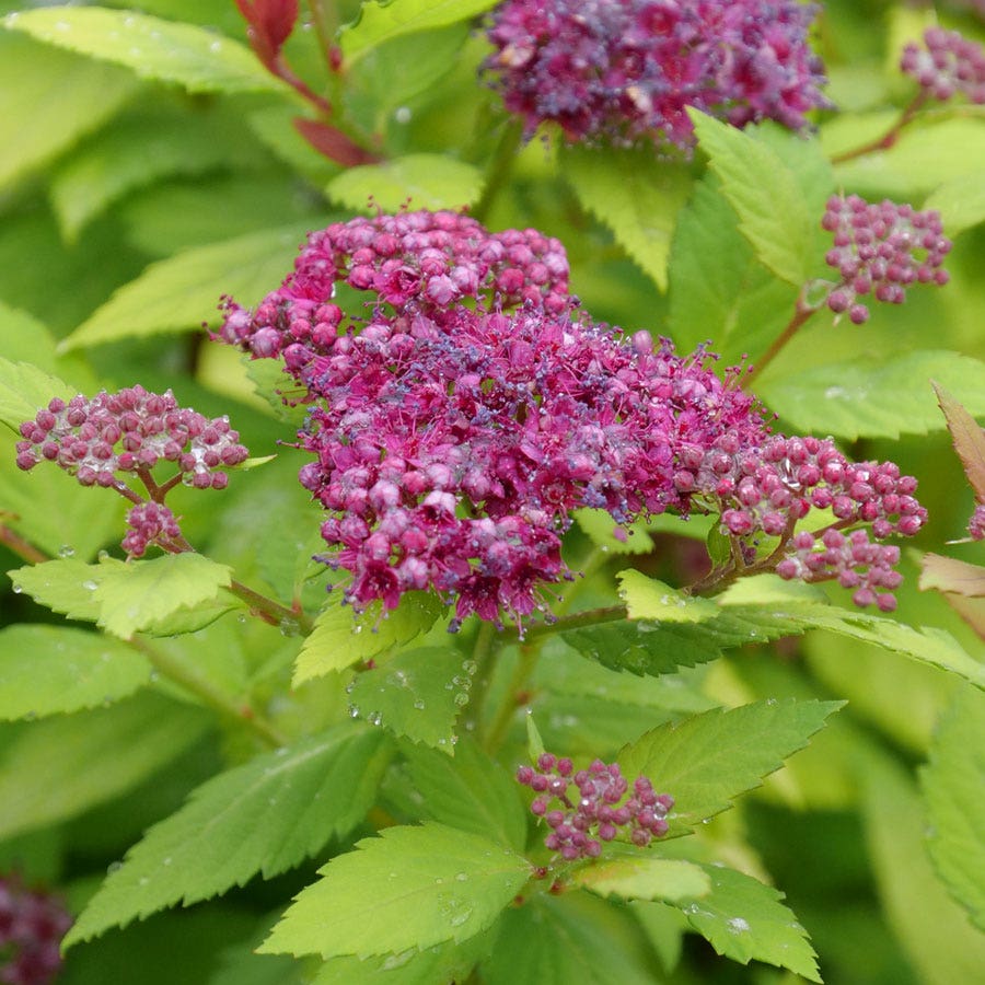 Spiraea Double Play® Dolly™ Spirea
