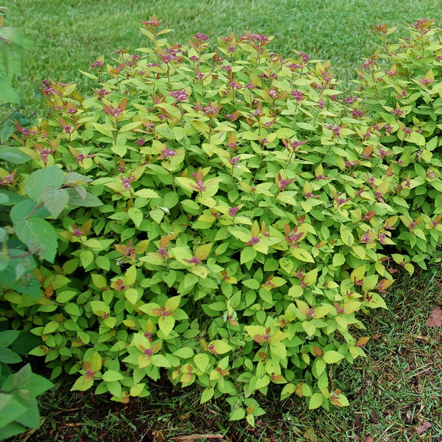 Spiraea Double Play® Dolly™ Spirea