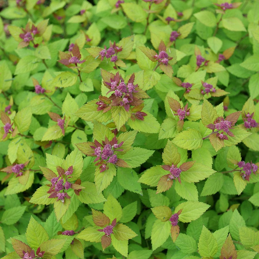 Spiraea Double Play® Dolly™ Spirea