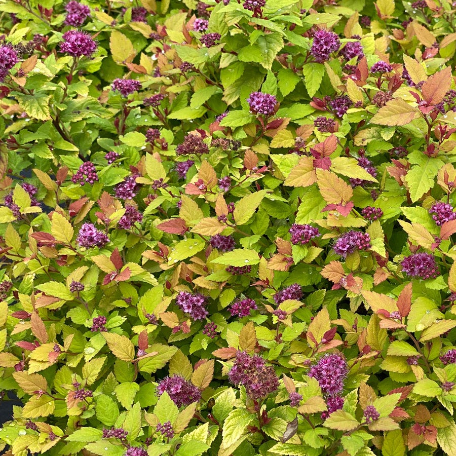 Spiraea Double Play® Dolly™ Spirea