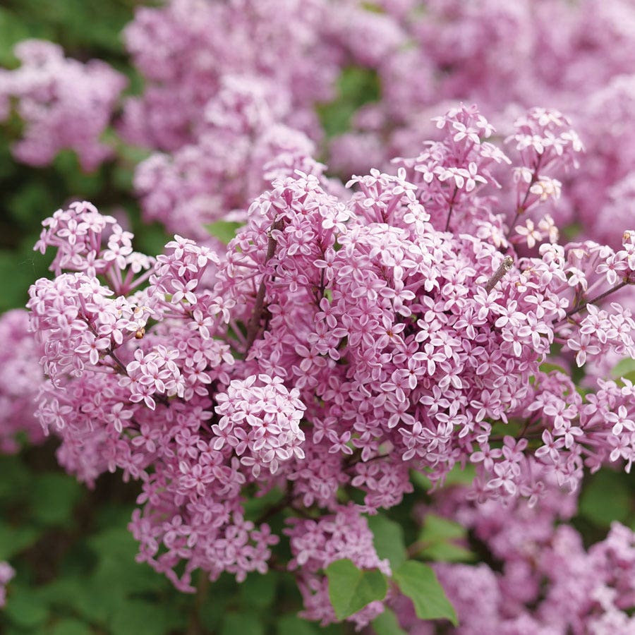 Syringa Bloomerang® Purpink™ Lilac