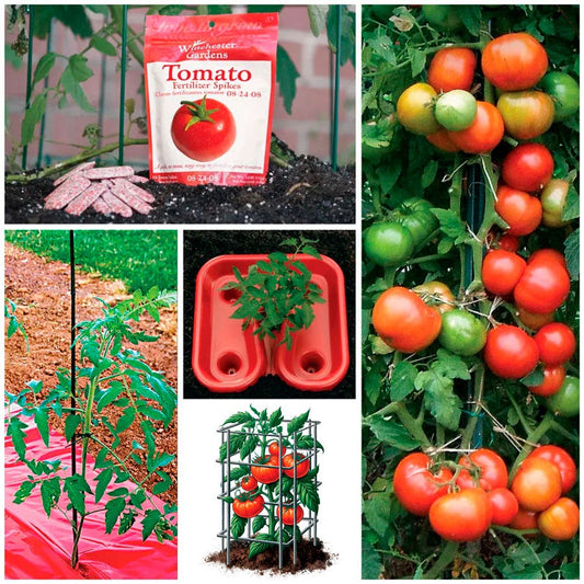 Park's Tomato Solution Collection