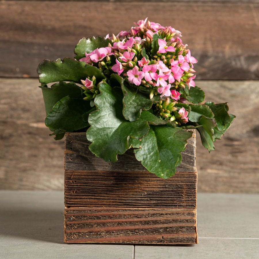 blooming kalanchoe succulent Pink Kalanchoe Plant – Park Seed