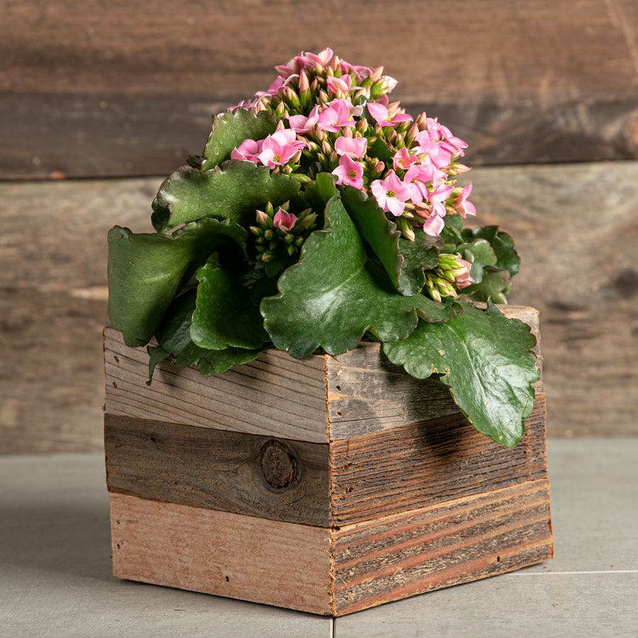 Pink Kalanchoe Plant