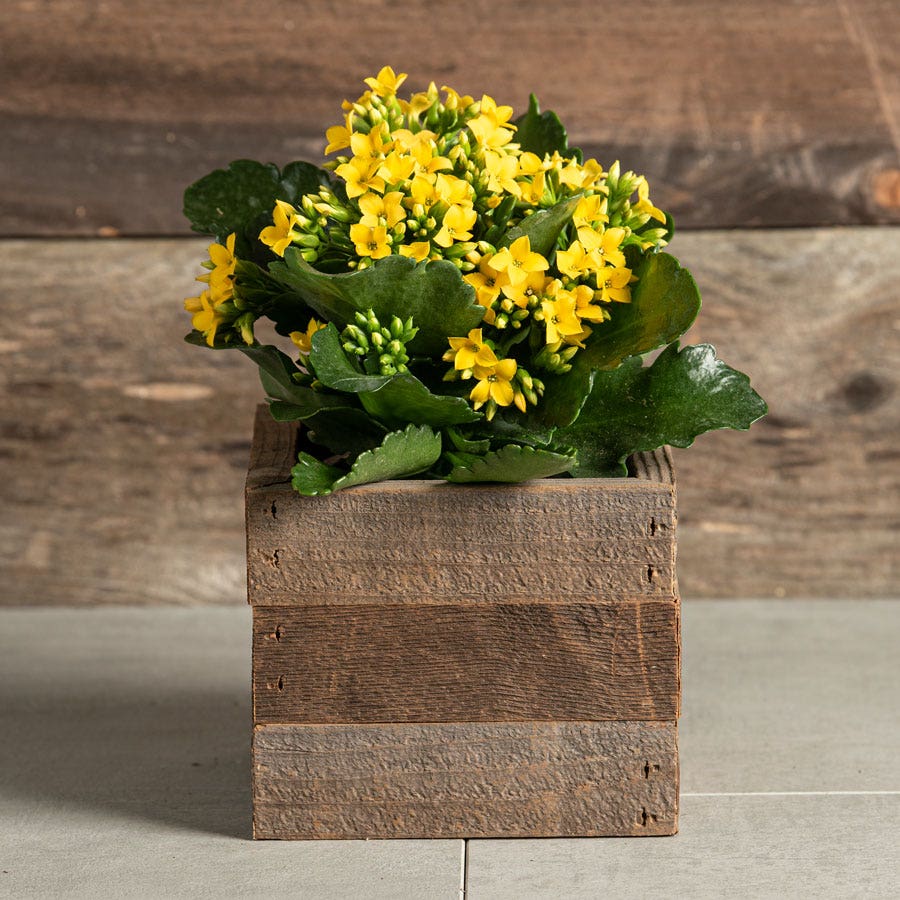 Yellow Kalanchoe Plant