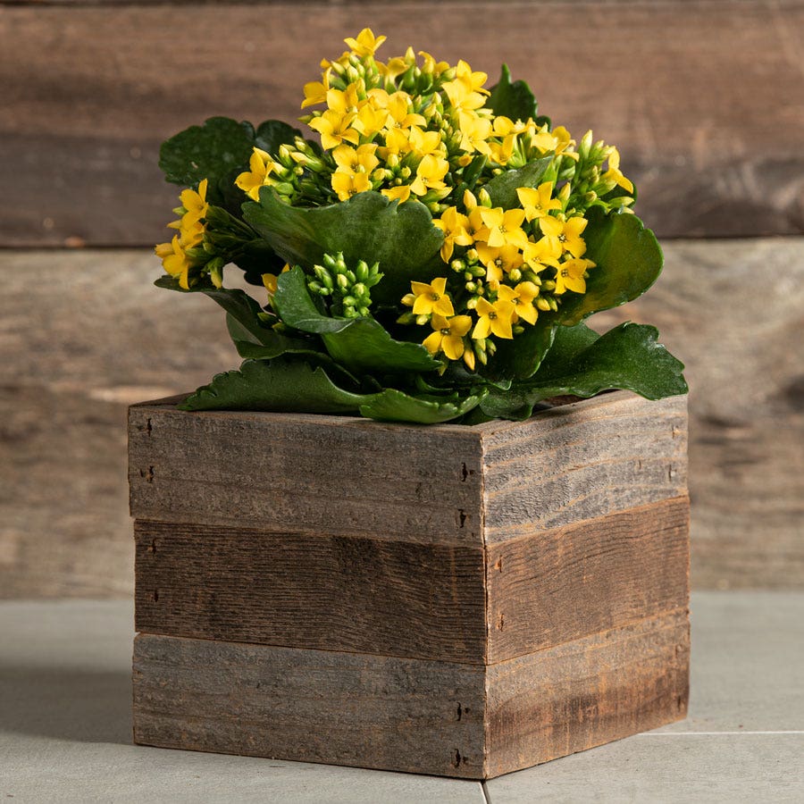 Yellow Kalanchoe Plant