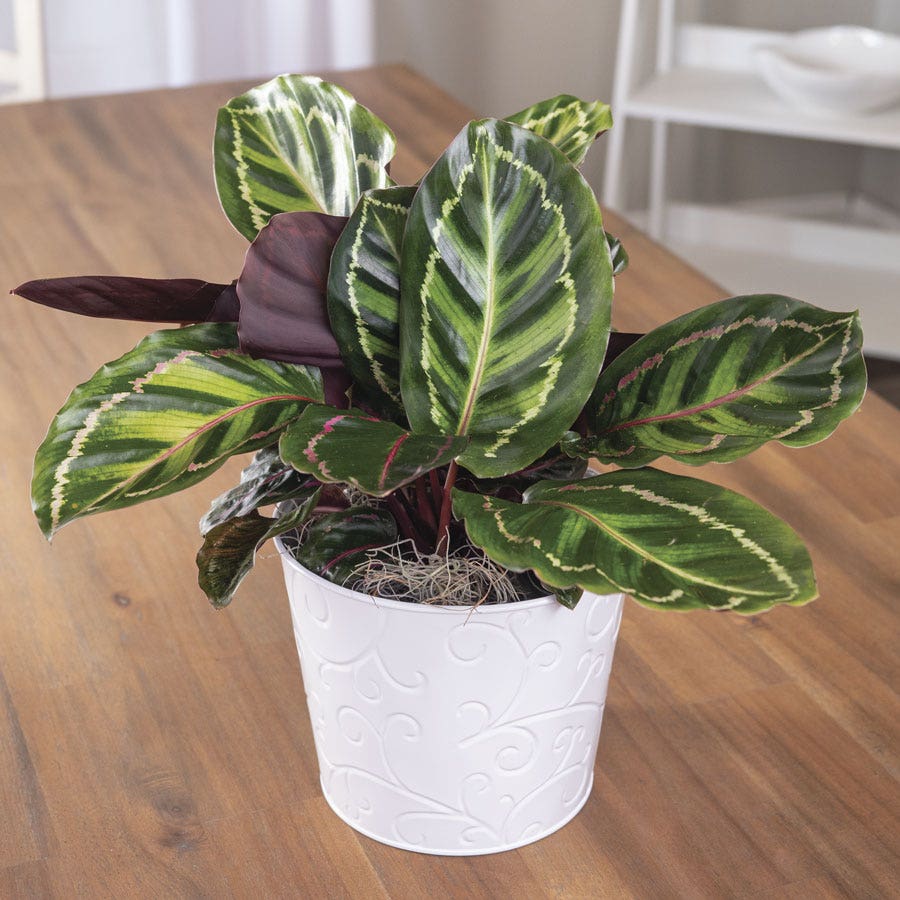 medallion prayer plant Calathea Medallion Plant
