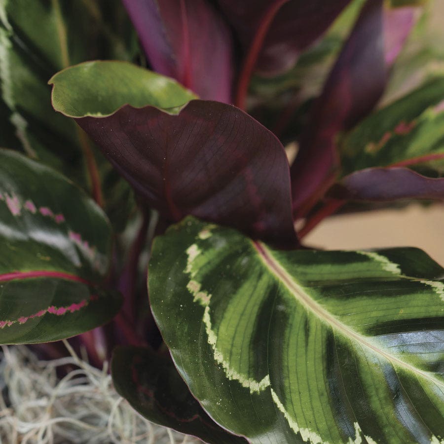 Calathea Medallion Plant