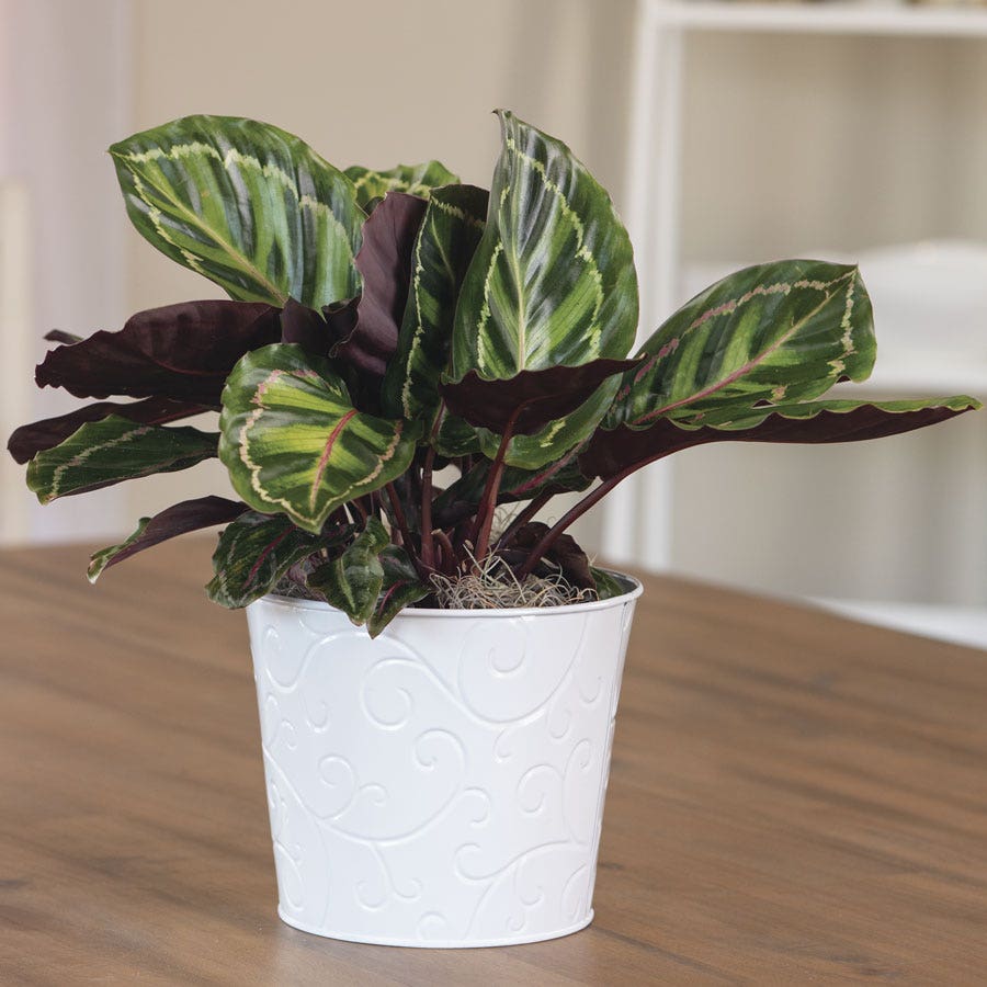 Calathea Medallion Plant