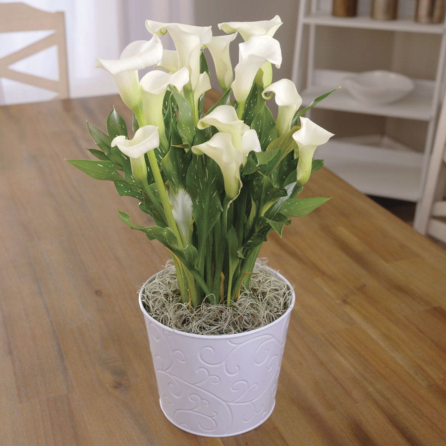 calla lily as indoor plant White Calla Lily Plant