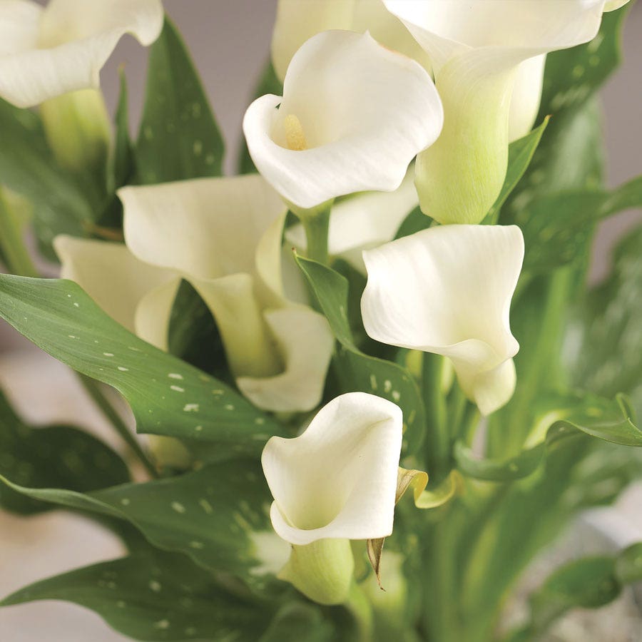 White Calla Lily Plant
