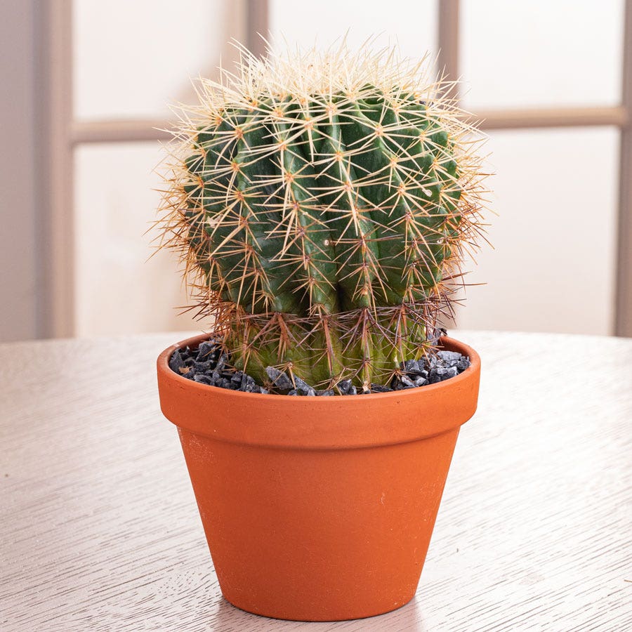 small potted cactus plants Barrel Cactus Plant