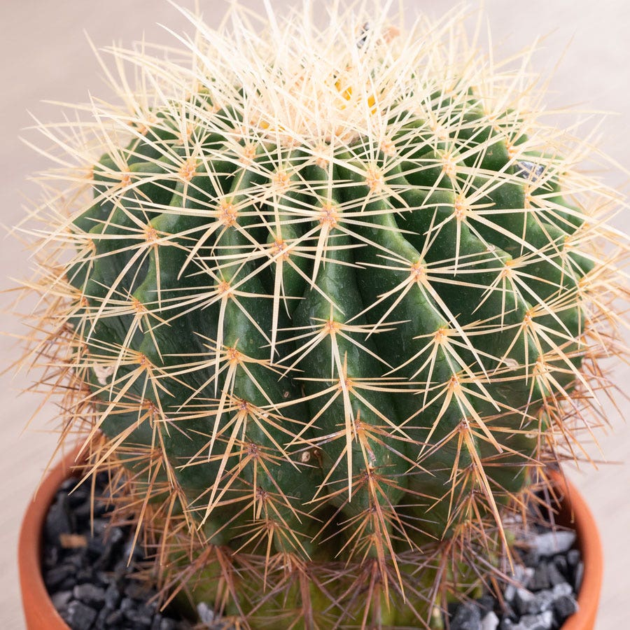 Barrel Cactus Plant
