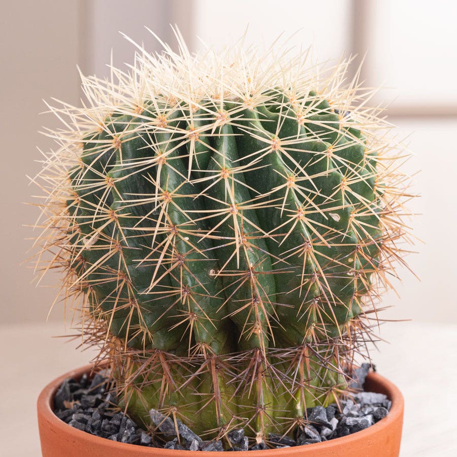 Barrel Cactus Plant