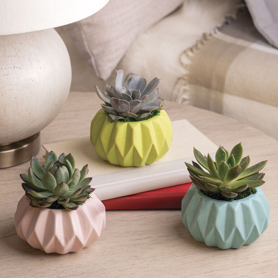 succulent park Happy Hues Succulent Plant - Living Gift