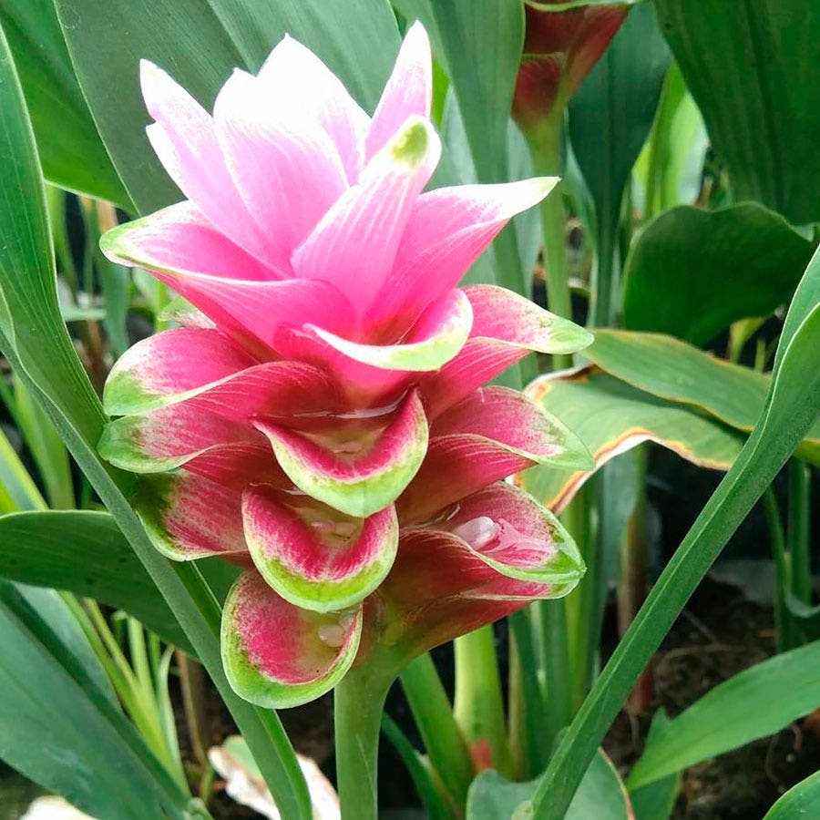 Curcuma 'Twitter' Ornamental Turmeric Bulbs