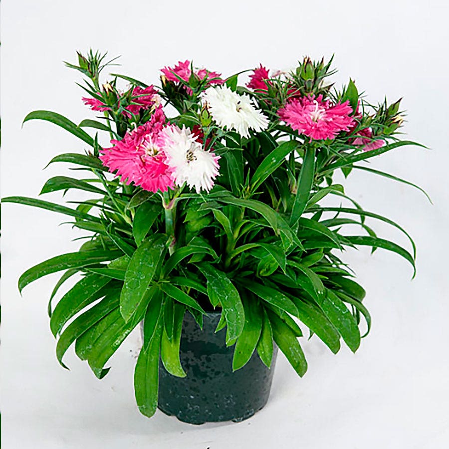 Dianthus Sugar N' Spice