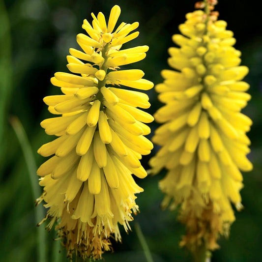 Kniphofia Glowstick Red Hot Poker