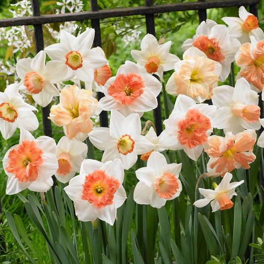 Narcissus Pink Blend Daffodil Bulbs