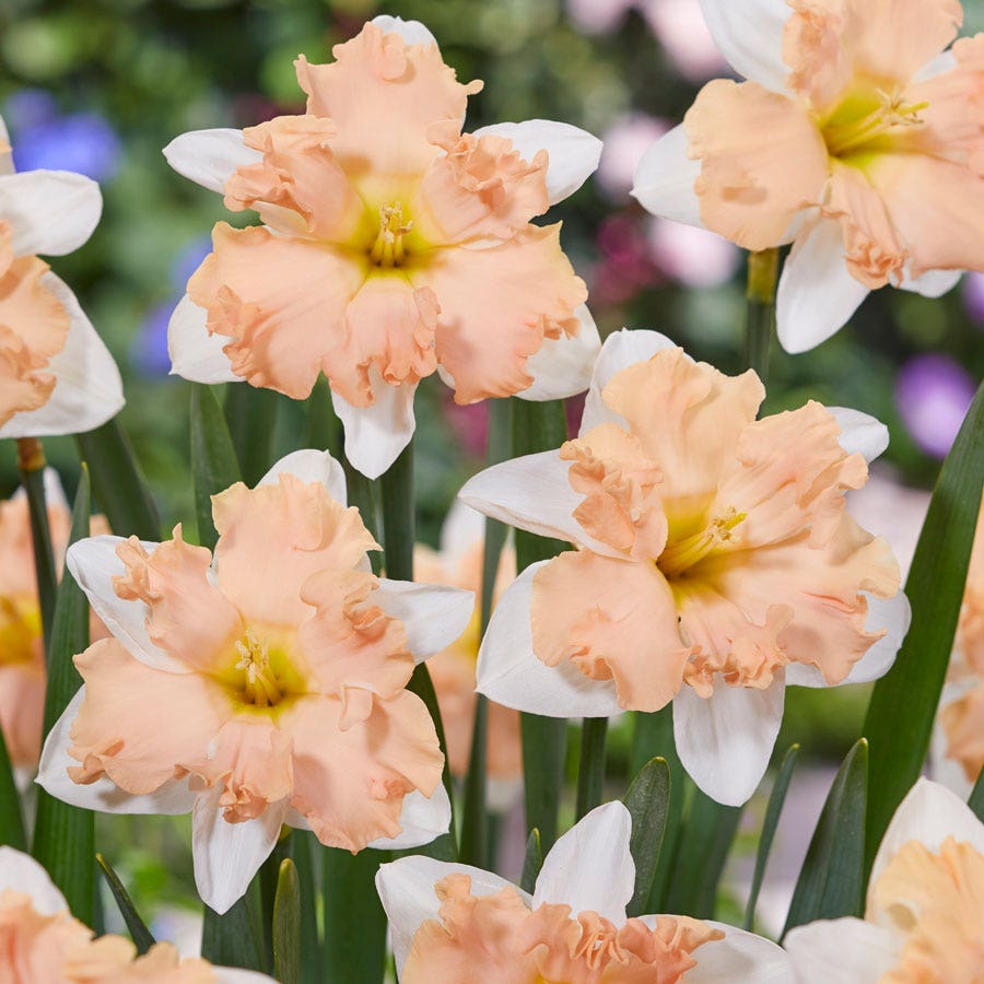 narcissus flower seeds Narcissus Waltz Daffodil Bulbs
