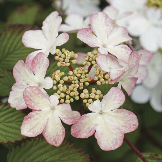 Viburnum Kilamandjaro® Sunrise Snowball Bush
