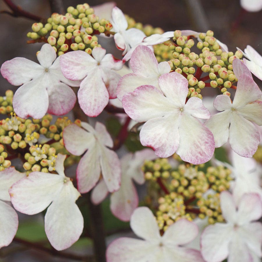 Viburnum Kilamandjaro® Sunrise Snowball Bush