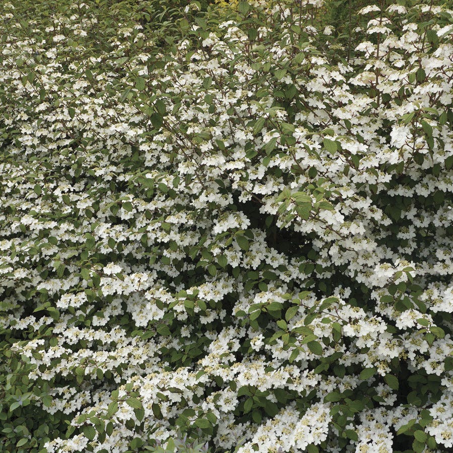 Viburnum Kilamandjaro® Sunrise Snowball Bush