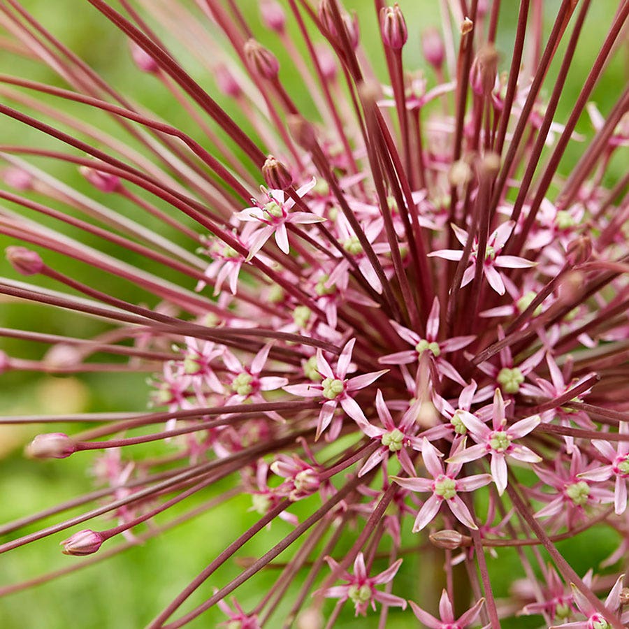 Allium Tumbleweed Ornamental Onion Bulbs