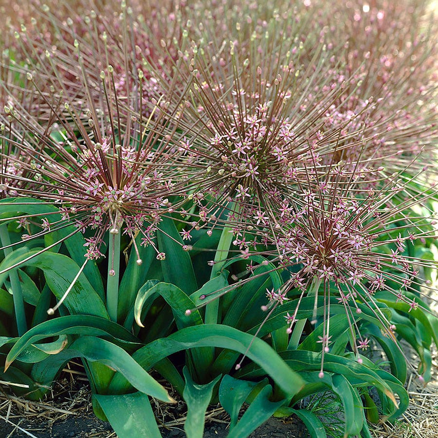 Allium Tumbleweed Ornamental Onion Bulbs