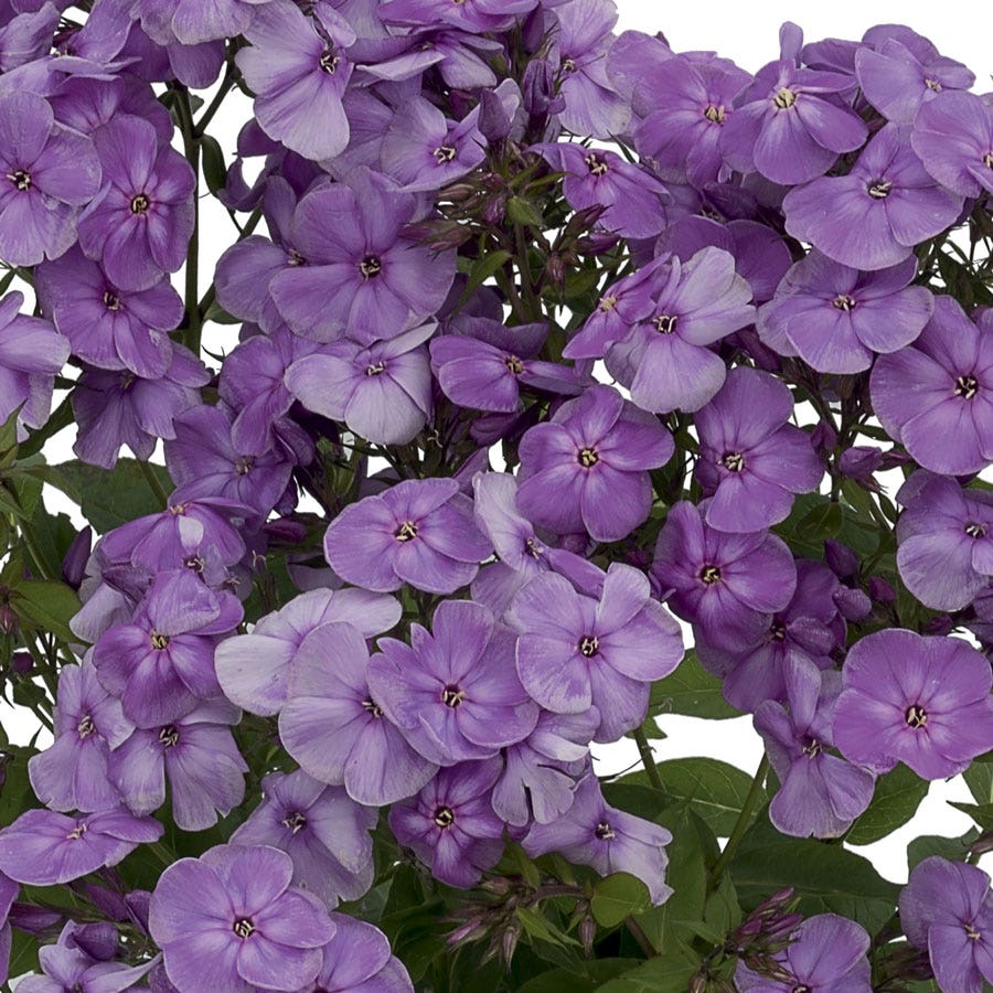 Phlox Flame® Purple