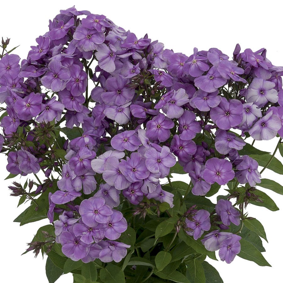 Phlox Flame® Purple