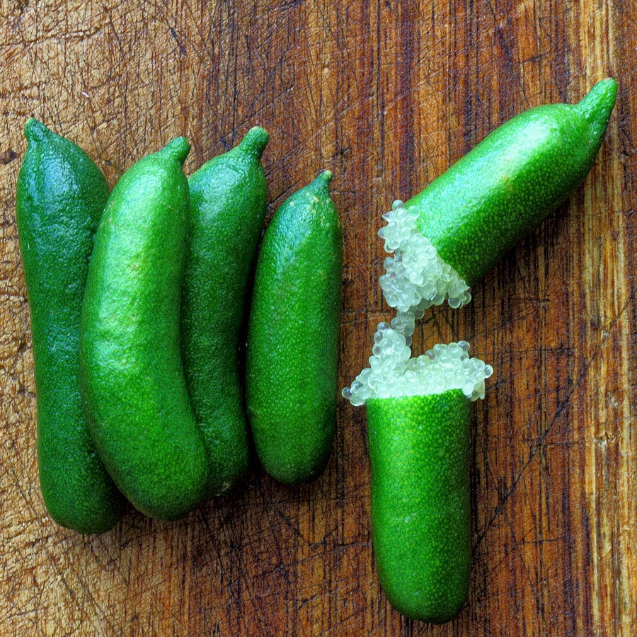 green large seed plant that looks like a lime Citrus Australian Finger Lime Tree | Tree Sleeve | White