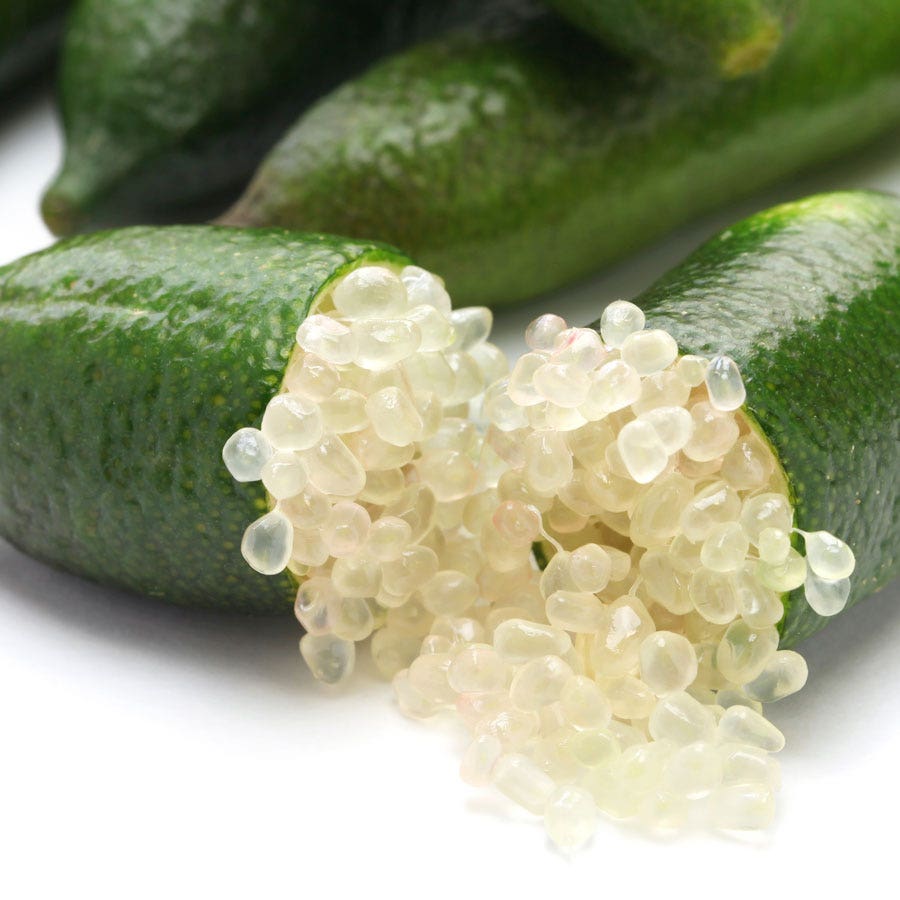 Citrus Australian Finger Lime Tree