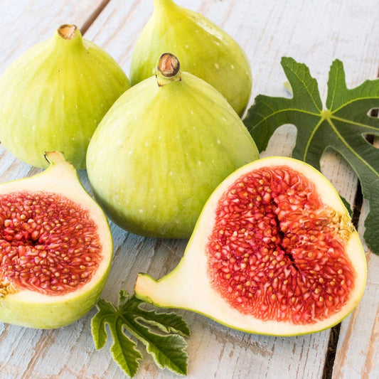 Ficus 'Desert King' Fig