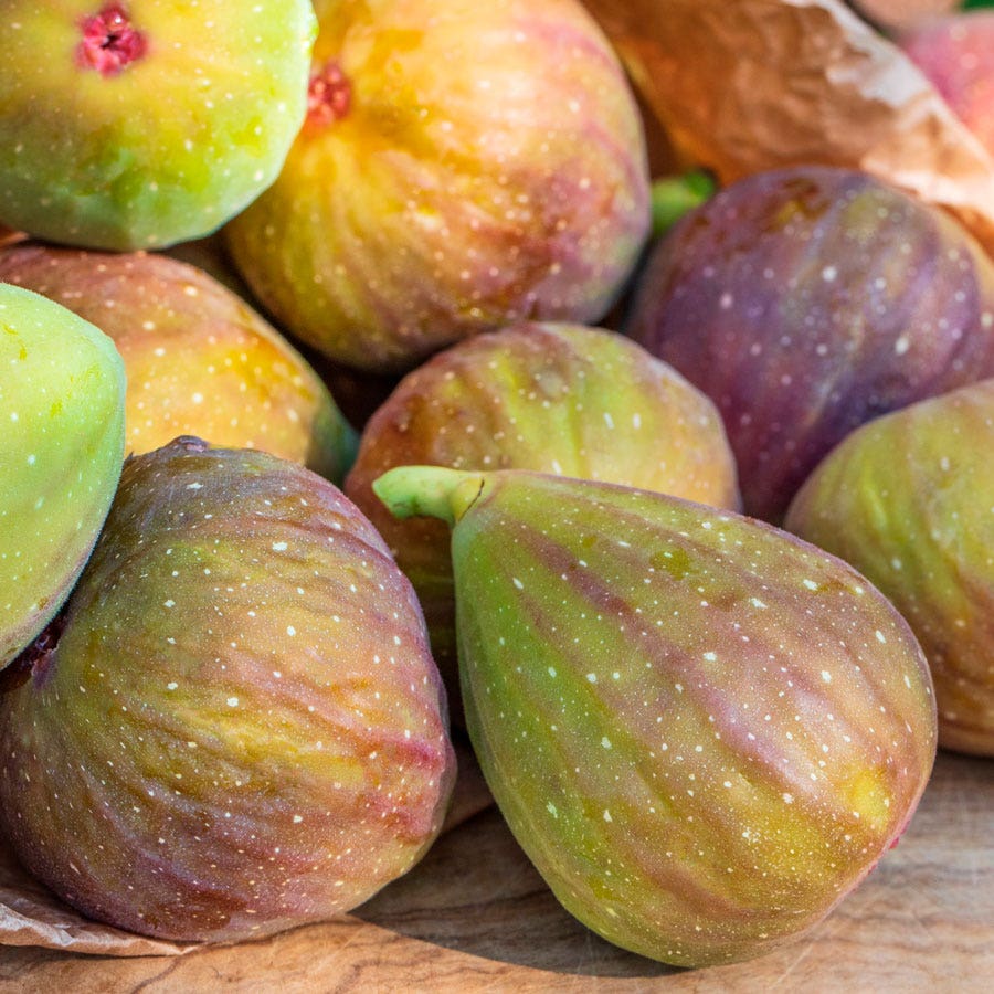 Ficus 'Flanders' Fig