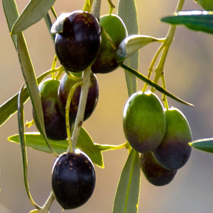 Olea 'Mission' Olive Tree