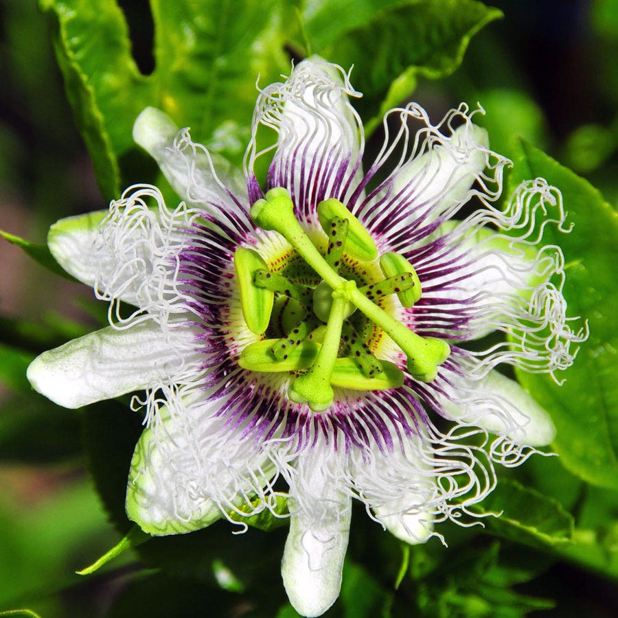 Passiflora 'Nancy Garrison' Passion Fruit