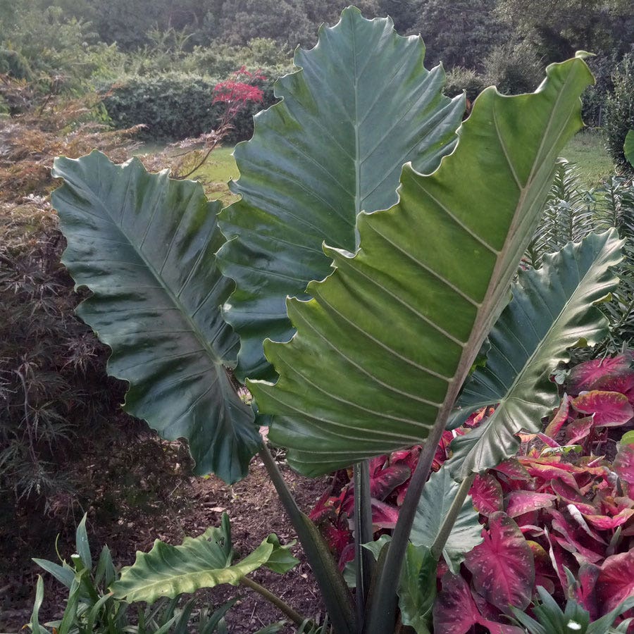 plant elephant ear bulbs Alocasia 'Portora' Ruffled Upright Elephant Ear Bulb