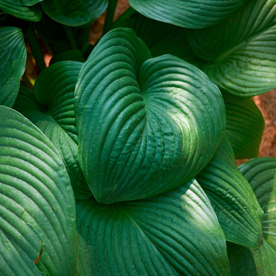 Hosta 'Elegans' Plantain Lily